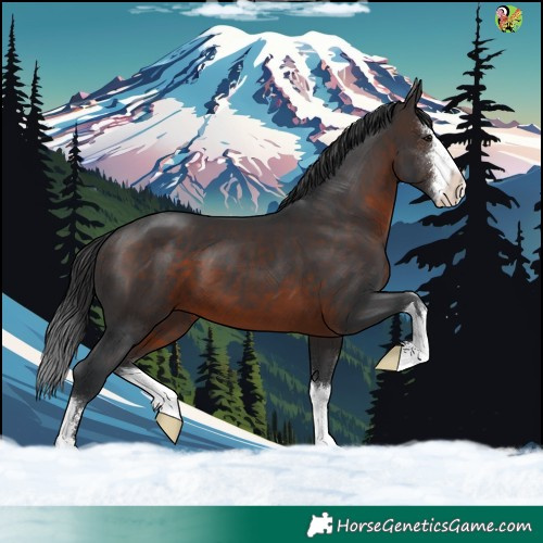 Horse Color:White Spotted Brown
