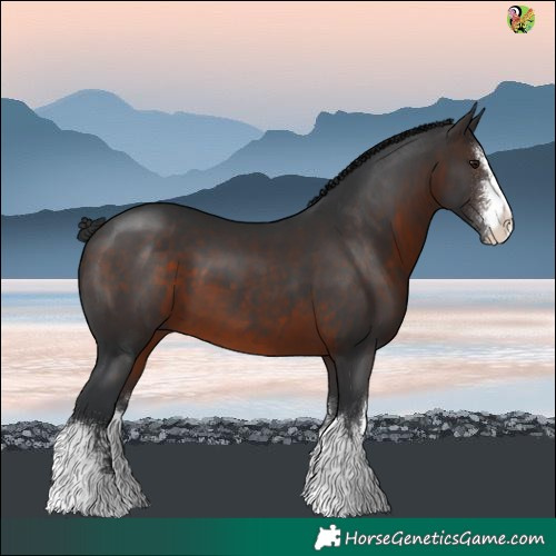 Horse Color:White Spotted Brown 