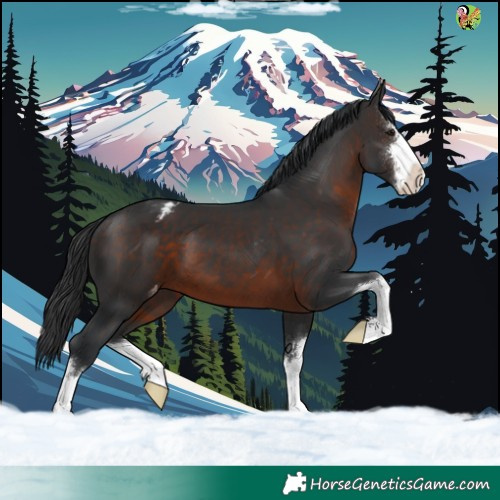 Horse Color:White Spotted Brown Appaloosa 