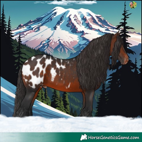 Horse Color:Brown Appaloosa