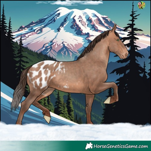 Horse Color:White Spotted Amber Champagne Appaloosa