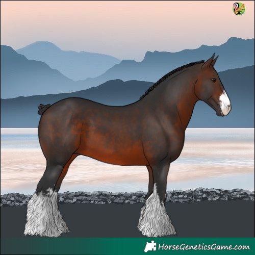 Horse Color:White Spotted Brown 