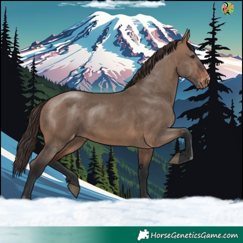 Horse Color:Brown Dun Appaloosa 