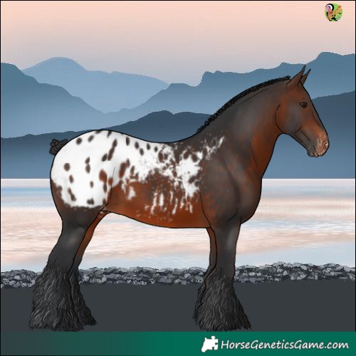 Horse Color:White Spotted Brown Blanket
