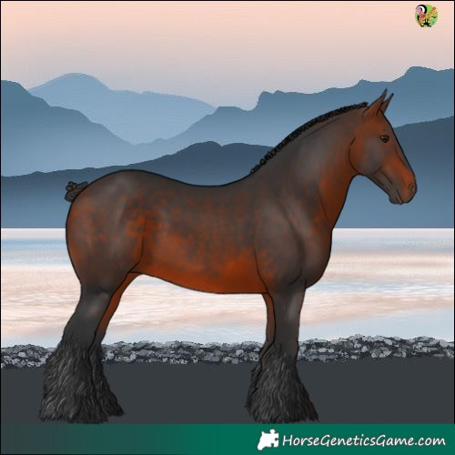 Horse Color:White Spotted Bay 