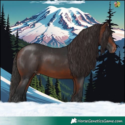 Horse Color:Bay Appaloosa 