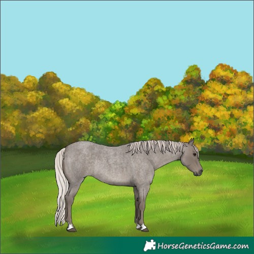 Horse Color:Silver Blue Roan Rabicano 