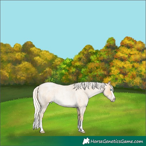 Horse Color:Silver Smoky Blue Roan Pearl Sabino Splash
