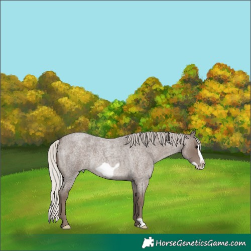 Horse Color:Silver Blue Roan Frame