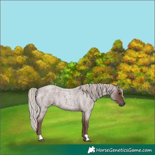 Horse Color:Silver Blue Roan Rabicano 