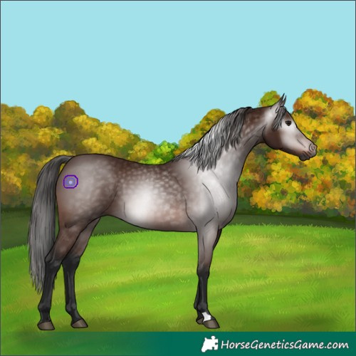 Horse Color:Gray Bay