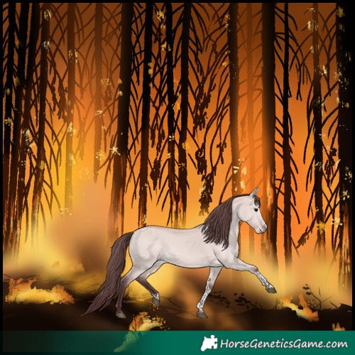 Horse Color:Platinum Chocolate Bay Dun Tobiano 