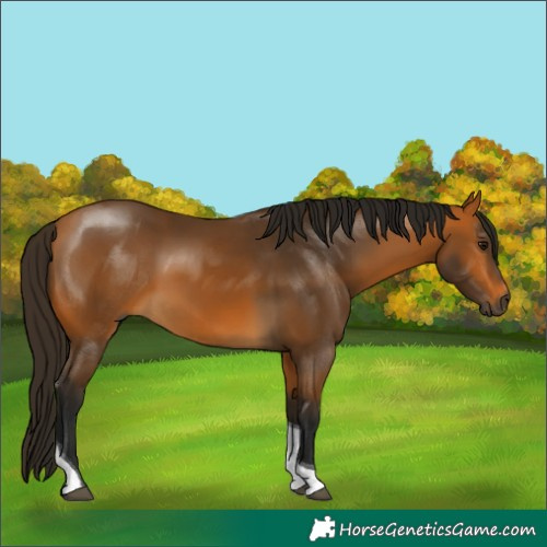 Horse Color:Gray Buckskin Tobiano 