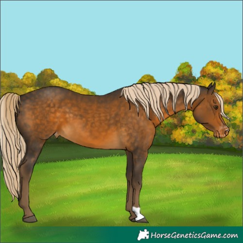 Horse Color:Chocolate Palomino Varnish