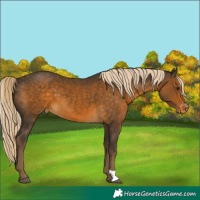 Horse Color:Chocolate Palomino Varnish 