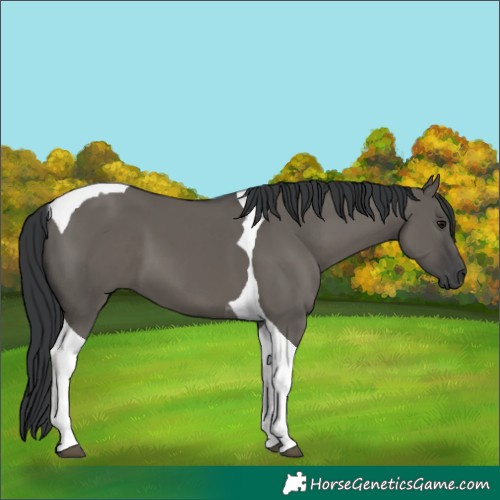 Horse Color:Grullo Tobiano