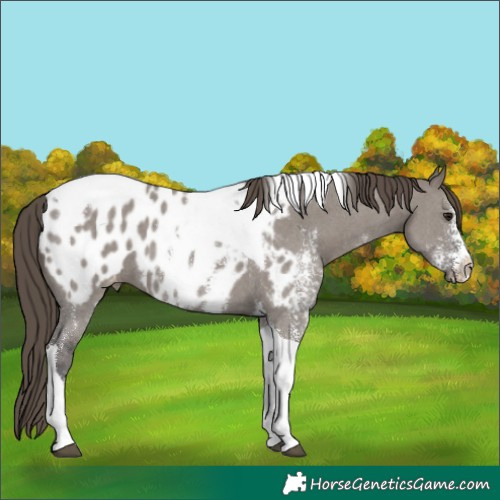 Horse Color:Smoky Grullo Sabino Tobiano Near Leopard