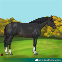 Horse Color:Brown Tobiano 