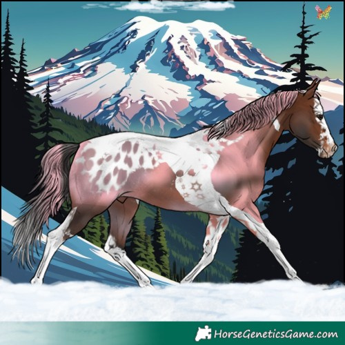 Horse Color:Brown Splash Tobiano Appaloosa