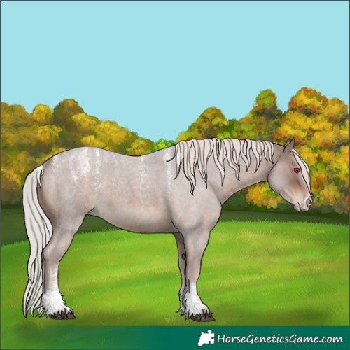 Horse Color:Powder White Silver Brown Roan Rabicano 