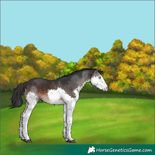 Horse Color:Unknown 