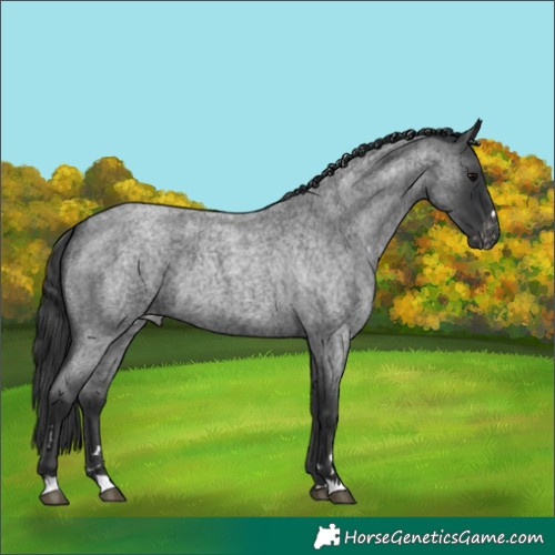 Horse Color:Blue Roan Varnish 