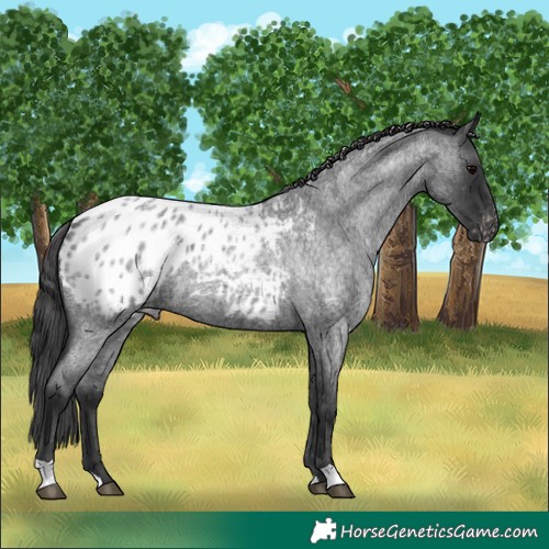 Horse Color:Blue Roan Blanket