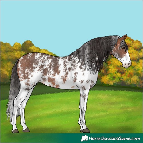 Horse Color:Bay Sabino