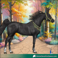 Horse Color:Smoky Black and Smoky Black