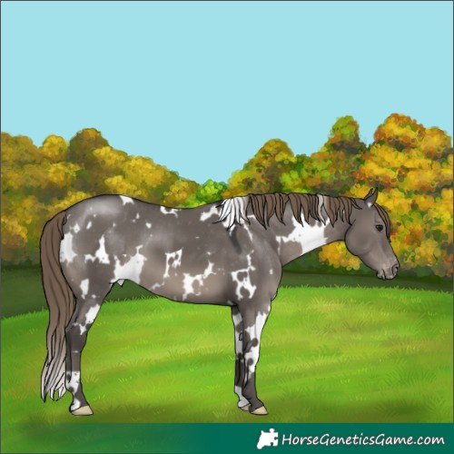 Horse Color:White Spotted Smoky Grullo Appaloosa 