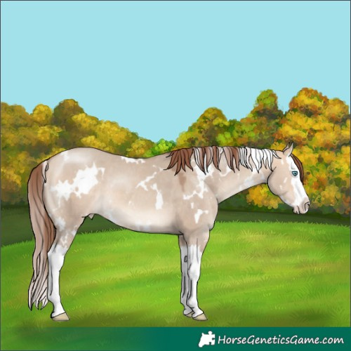 Horse Color:White Spotted Amber Champagne Dun Splash Varnish 