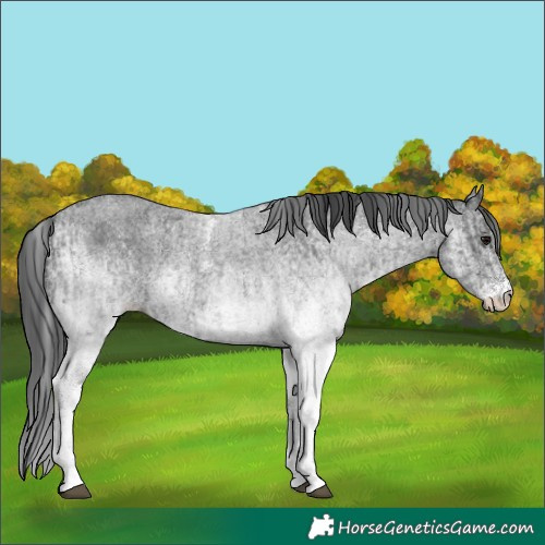 Horse Color:White Spotted Blue Roan Rabicano  and White Spotted Blue Roan Rabicano 