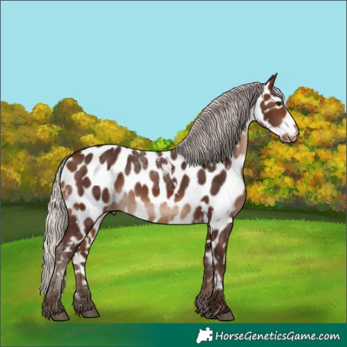 Horse Color:White Spotted Silver Brown Appaloosa