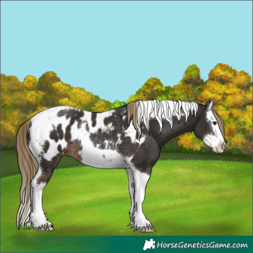 Horse Color:Liver Chestnut Splash Tobiano Appaloosa Rabicano 