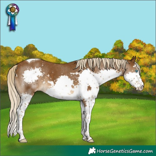 Horse Color:White Spotted Chocolate Palomino Splash Tobiano Skewed Appaloosa 