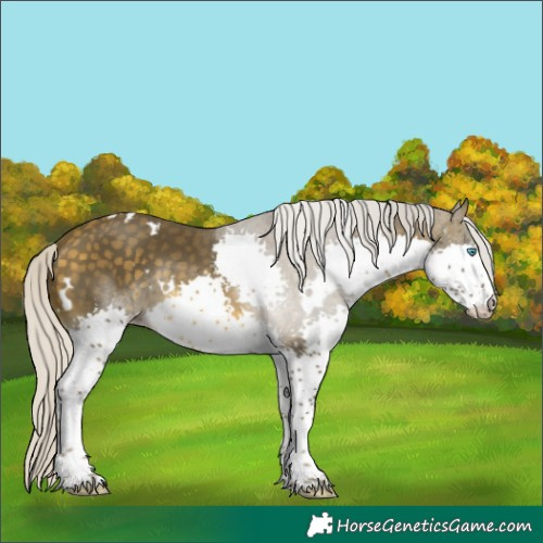 Horse Color:White Spotted Silver Buckskin Splash Tobiano Rabicano 