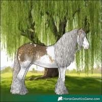 Horse Color:White Spotted Silver Buckskin Splash Tobiano Rabicano