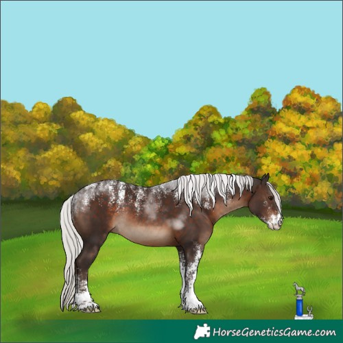 Horse Color:Powder White Silver Brown Rabicano 