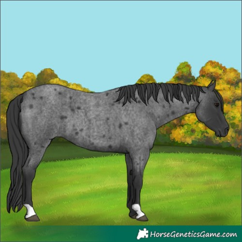 Horse Color:Blue Roan 