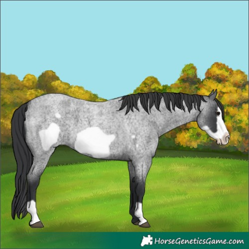 Horse Color:Blue Roan Frame