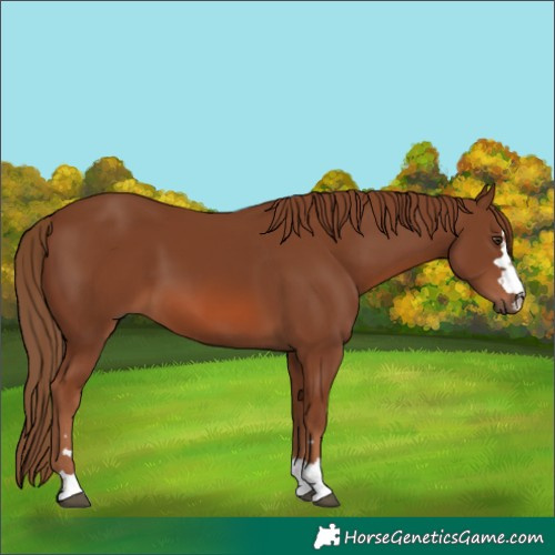 Horse Color:Chestnut 