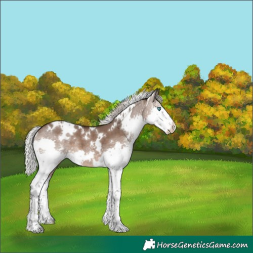 Horse Color:White Spotted Silver Brown Dun Splash Appaloosa