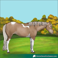 Horse Color:Gray Silver Grullo Pearl Tobiano 