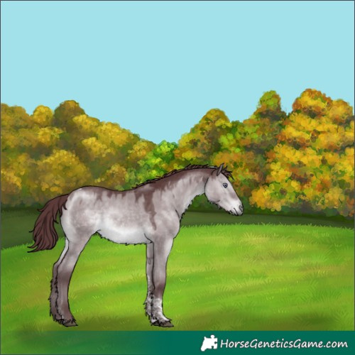 Horse Color:Chocolate Brown Chinchilla Dun Tobiano 