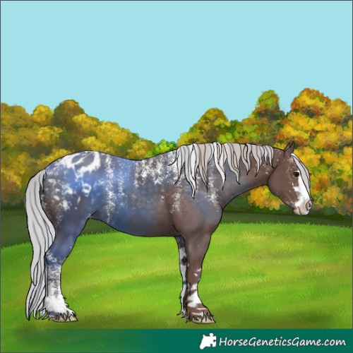 Horse Color:Powder White Silver Black Appaloosa