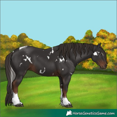 Horse Color:White Spotted Liver Chestnut Tobiano