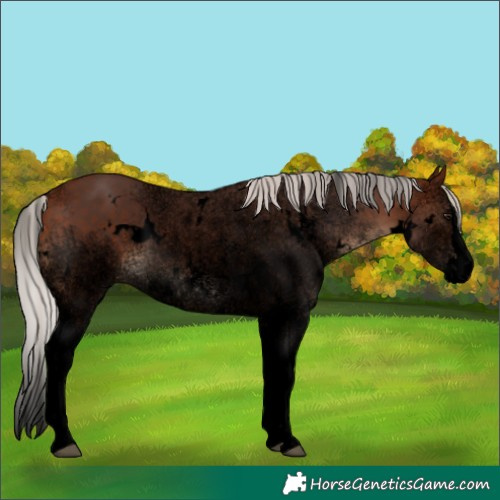 Horse Color:Void White Spotted Silver Brown Splash 