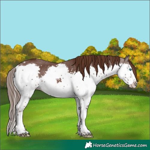 Horse Color:White Spotted Liver Chestnut Splash Tobiano