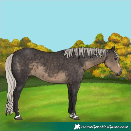 Horse Color:Silver Smoky Black