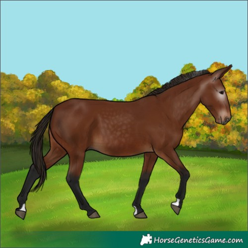 Horse Color:Gray Bay